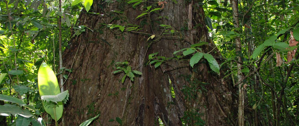 Big Rainforest Tree